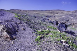 Arid landscape with sparse vegetation and large boulders under a clear sky, Playa Quemada, Yaiza