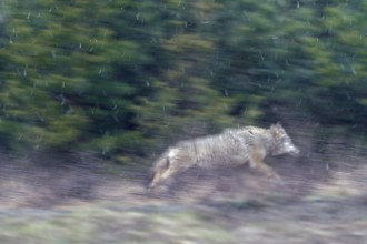 My first encounter with a wild wolf (Canis lupus) in Germany was unfortunately short-lived, it took