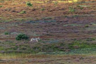 Similar to an old wolf (Canis lupus), the wolf pup moves purposefully across the autumn heath,