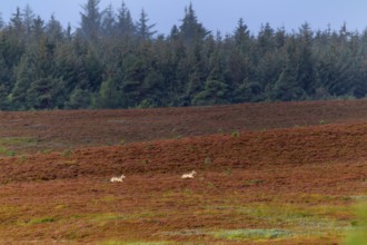 Wolf pups (Canis lupus) roaming a heathland, heather, heather blossom, Denmark