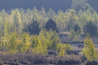 Wolves (Canis lupus) in the late morning in a birch forest, lignite, open-cast mine, Germany