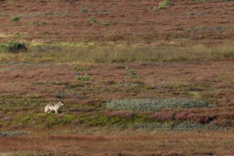 While the wolf pup (Canis lupus) has probably become aware of a pack of red deer, the heathland