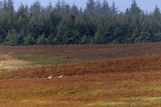 Wolf pups (Canis lupus) roaming a heath landscape in the first morning light, broom heather,