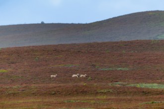 The 3 wolf pups (Canis lupus) are still travelling together across the heath, in a few minutes a