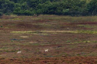 After a young wolf (Canis lupus) has separated from its siblings, the 2 pups meet a pack of red