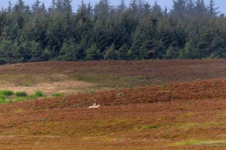 4 - 5 month old wolf pups (Canis lupus) walking in a heath landscape, heather, heather blossom,