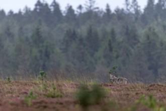 An approximately 4-month-old wolf pup (Canis lupus) in the rain in a heath landscape, rain, rain