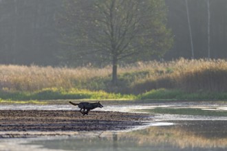 A few seconds after the red animal and calf have disappeared from view, a hunting wolf (Canis