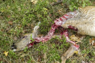 Close-up of a female roe deer (Capreolus capreolus) killed by a wolf (Canis lupus), dead, kill,