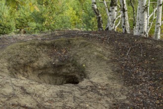 This abandoned wolf den (Canis lupus) is well exposed in a large heathland area, Germany