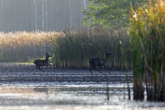 A red deer (Cervus elaphus) with calf flees from a wolf (Canis lupus), escape, hunting, pursuit,