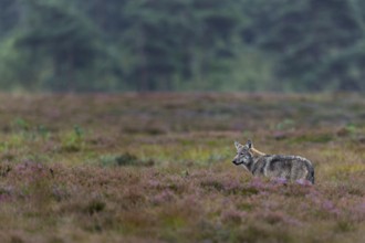 Wolf pup (Canis lupus) aged about 4 months hunting for mice, heather, heather blossom, heathland,