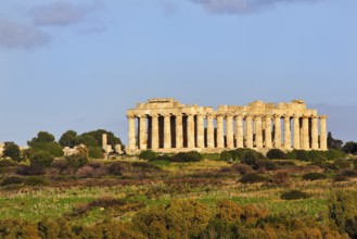 Temple E, Temple of Hera in the ancient Greek city of Selinunte, acropolis, Doric style, maquis,