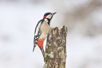 Great spotted woodpecker (Dendrocopos major), male, foraging on a tree stump overgrown with moss