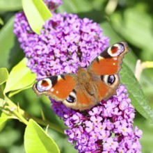 Peacock butterfly (Inachis io) sucking nectar on butterfly bush (Buddleja davidii), in a natural
