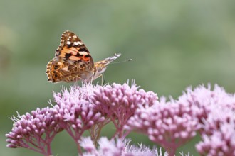 Thistle butterfly (Vanessa cardui) on a flower of Hemp agrimony (Asteraceae) on a forest path,