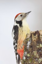 Middle spotted woodpecker (Dendrocopos medius) foraging on dead wood of an oak (Quercus), animal
