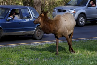 An elk stands on the side of the road and watches the cars passing by, Newfound Gap Road, Great