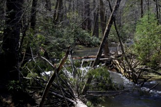 Dense forest with a clear river along Little River Road, Little River Road, Great Smoky Mountains,