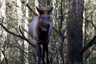 An elk in the forest among trees at dusk, zero