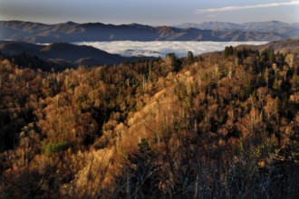 Autumn mountain landscape with fog near Chlingmans Dome, USA, Chlingmans Dome, Great Smoky