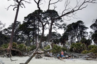 Driftwood and trees on a secluded sandy beach, Hunting Island, South Carolina, USA