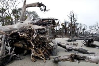 Weathered driftwood and trees on a secluded stretch of beach, Hunting Island, South Carolina, USA