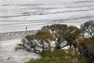 Coastal landscape with trees and gentle waves on the beach, Hunting Island, South Carolina, USA