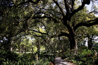 Shady path under large, sprawling trees, zero