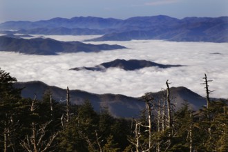 View of high fog over the Great Smoky Mountains from Chlingmans Dome, Chlingmans Dome, Great Smoky