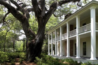 A house in Eden Garden State Park with a large tree in the foreground, Eden Garden State Park,