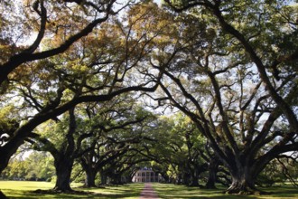 Majestic oak alley leads to a mansion, Vacherie, Louisiana, USA