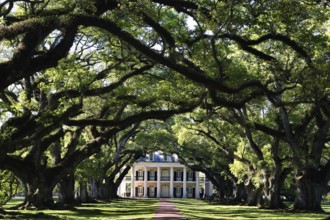Oak alley leads to the main house of Oak Alley Plantation, Oak Alley Plantation, Louisiana, USA
