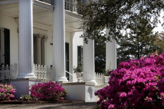Manor house with elegant porch and blooming trees and flowers in the garden, Natchez, Mississippi,