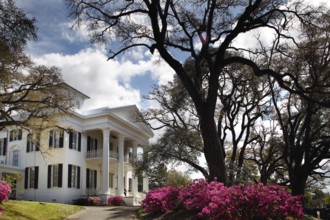 Impressive mansion with white pillars surrounded by blooming trees under a blue sky, Natchez,