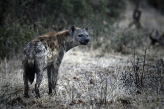 Hyena stands in the dry grass of Kruger National Park near Shingwedzi, Kruger National Park,