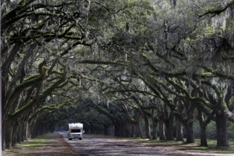 An RV drives through an alley surrounded by old oak trees in Wormsloe Plantation, Savannah,