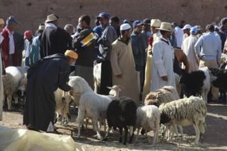 Sheep are traded at a busy livestock market in Skoura, Skoura, Morocco