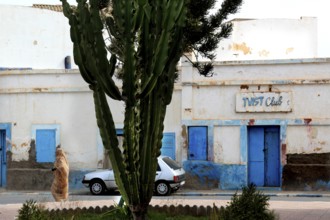 Sidi Ifni Old Town with Twist Club, Blue Doors and Cactus, Sidi Ifni, Souss-Massa, Morocco