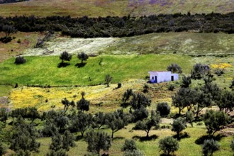 Hilly landscape with olive trees and a house in the Rif Mountains, Chefchaouen, Morocco