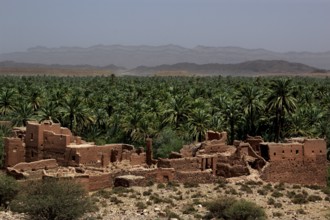 Palm oasis with an old kasbah in Tamnougalt, Tamnougalt, Drâa-Tafilalet, Morocco