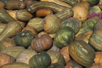 Different pumpkins in bright colors at a market in Skoura, Skoura, Morocco