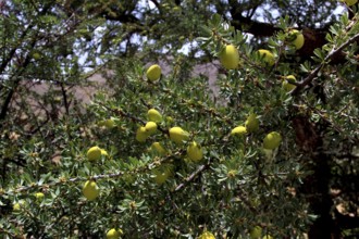 Several green argan fruits on an argan tree in Tafraoute, Tafraoute, Souss-Massa, Morocco