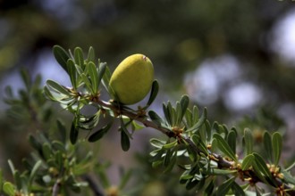 Close-up of a green argan fruit on a branch with leaves in Tafraoute, Tafraoute, Souss-Massa,