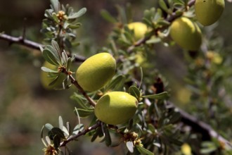Close-up of an argan tree with ripe green fruits in focus, Tafraoute, zero, Morocco