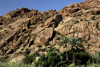 Impressive sized rocks cover lush palm trees in the Valley of the Ammeln, Tafraoute, Souss-Massa