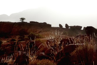 Tafraoute shows rock formations and barren landscape with lonely tree, Tafraoute, Souss-Massa