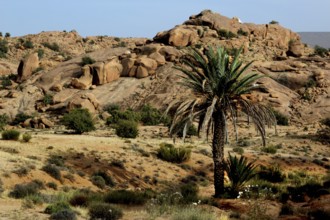 Barren landscape with palm trees and rock formations in Tafraoute, Tafraoute, Souss-Massa, Morocco