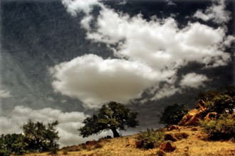 Single argan tree under a dramatic sky with clouds in Tafraoute, Tafraoute, Souss-Massa, Morocco