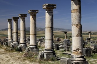 Row of ancient columns along the Decumanus Maximus in Volubilis, under a clear sky, Volubilis,